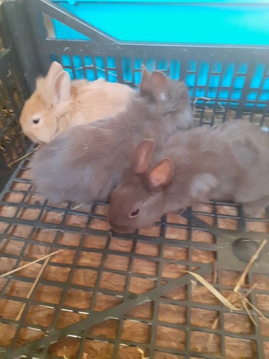 Króliki miniaturki i baranki