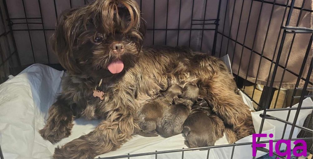 Shih tzu czekoladowy samiec Gimi z rodowodem FCE