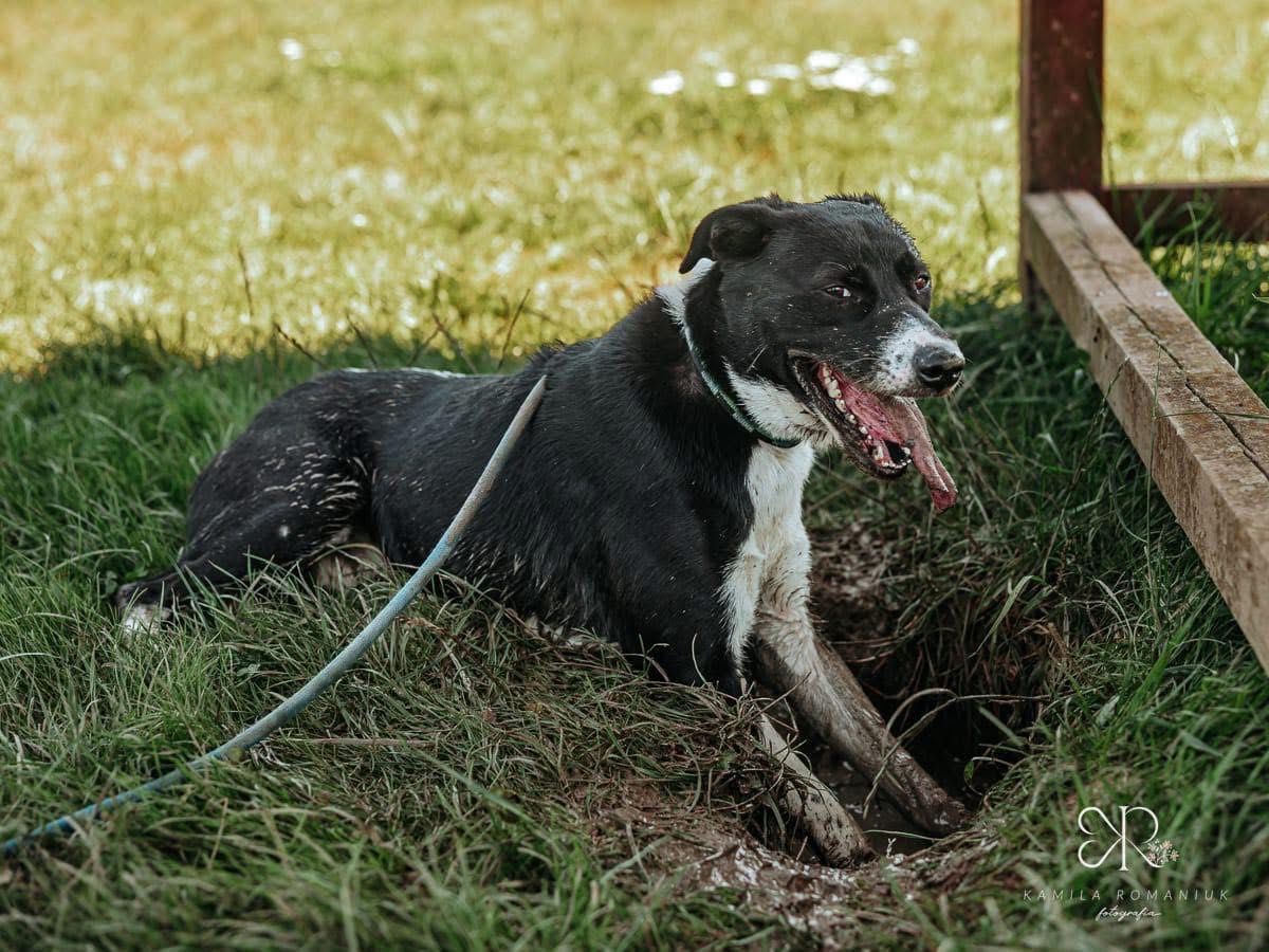 2 letni Timon w typie border collie i TTB szuka domu stałego lub tymcz