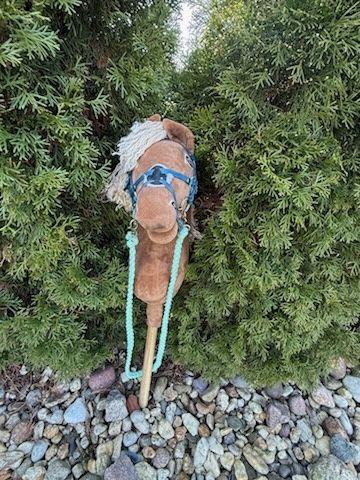 Hobby horse izabelowaty