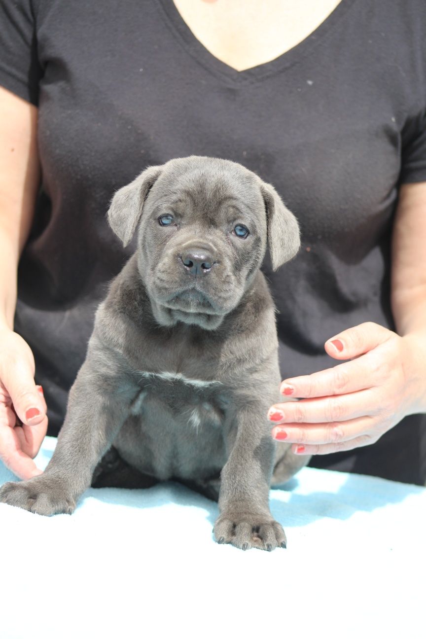 Cane Corso Italiano