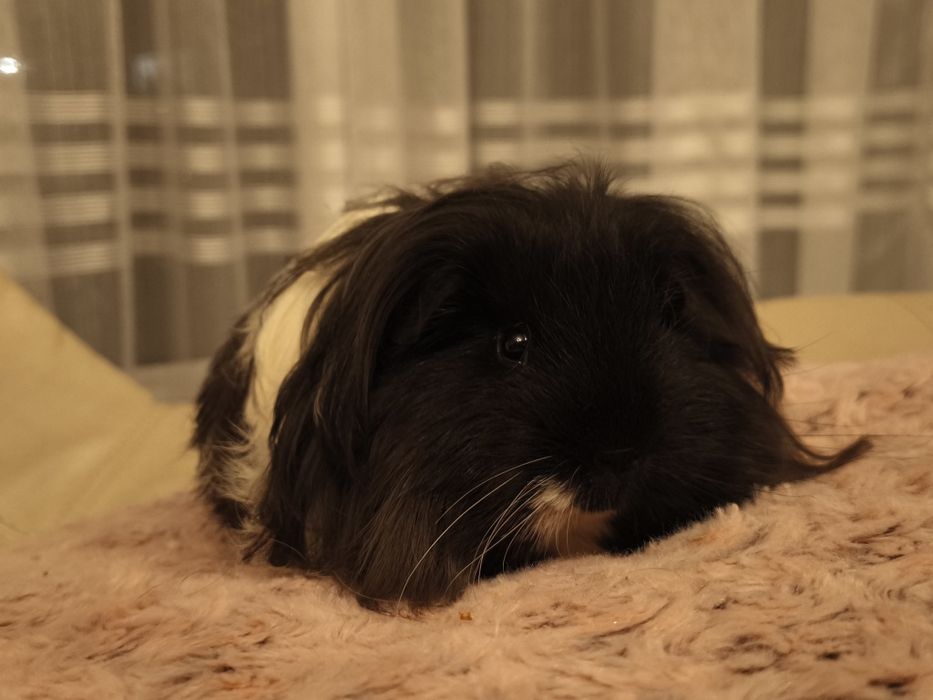 Świnka morska  sheltie z rodowodem rasowy samiec , długowłosy