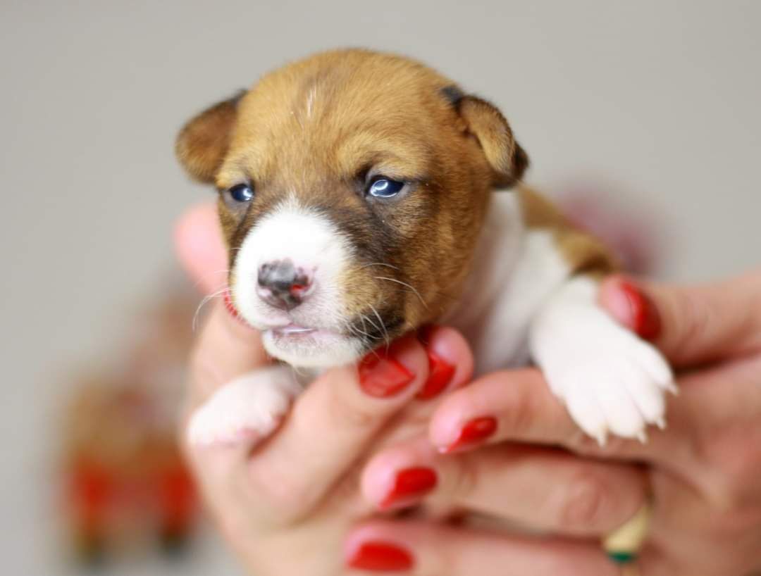 Басенджи. Basenji.  КСУ FCI