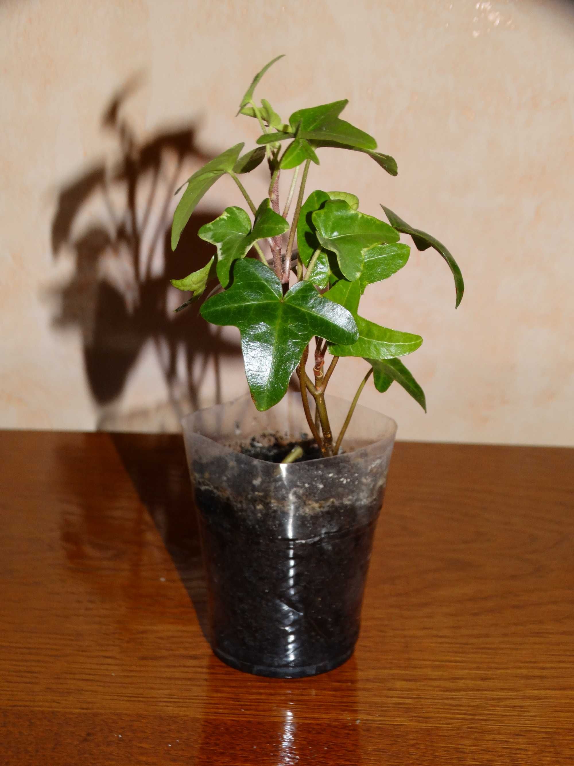 Плющ канарський Hedera canariensis