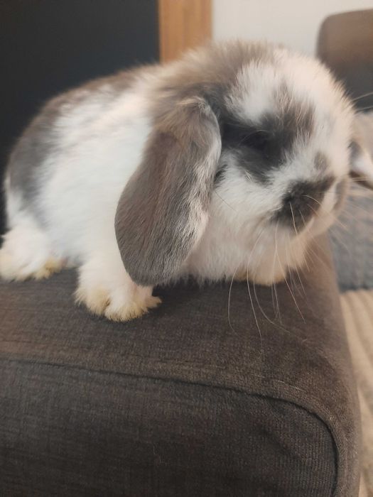 Króliki baranek miniaturka karzełek mini lop