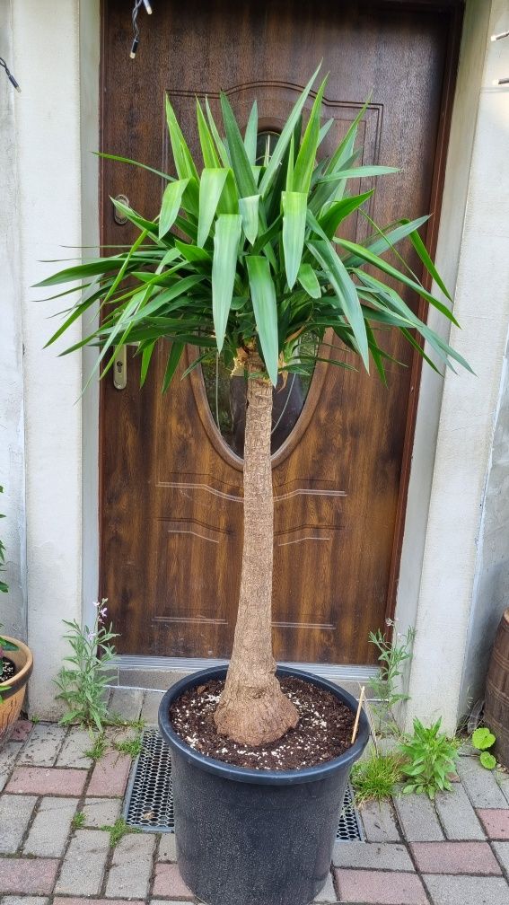 Palma waszyngtonia robusta yucca rostrata