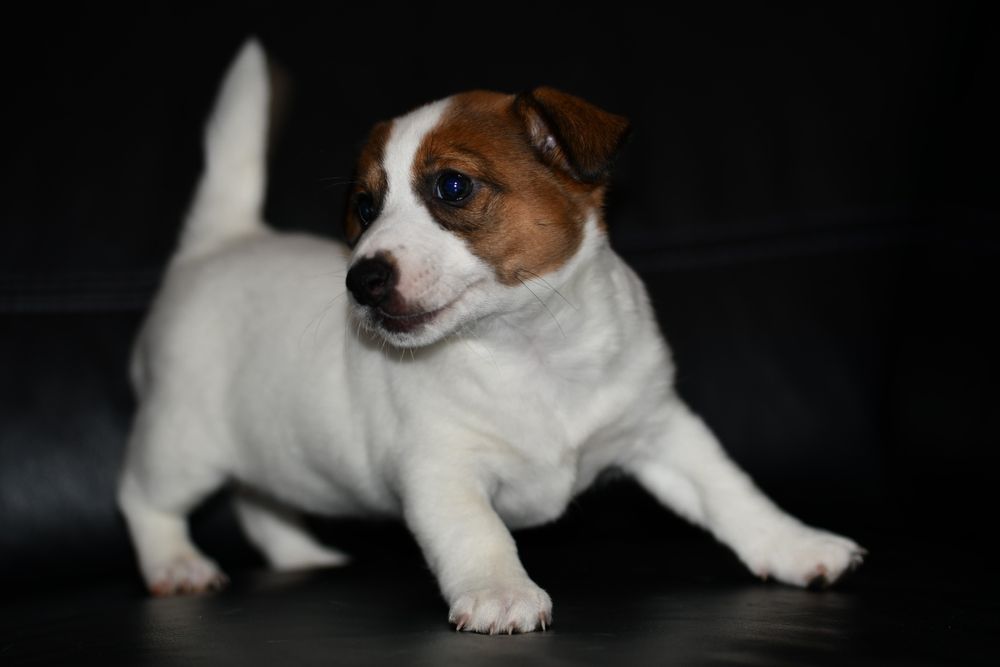 Piękna suczka Jack Russell Terrier