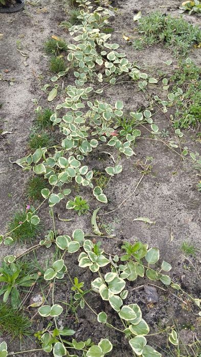 Барвінок варієгатний