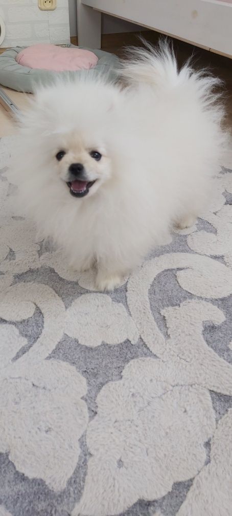 Mini Szpic miniaturowy Pomeranian FCI Chłopak