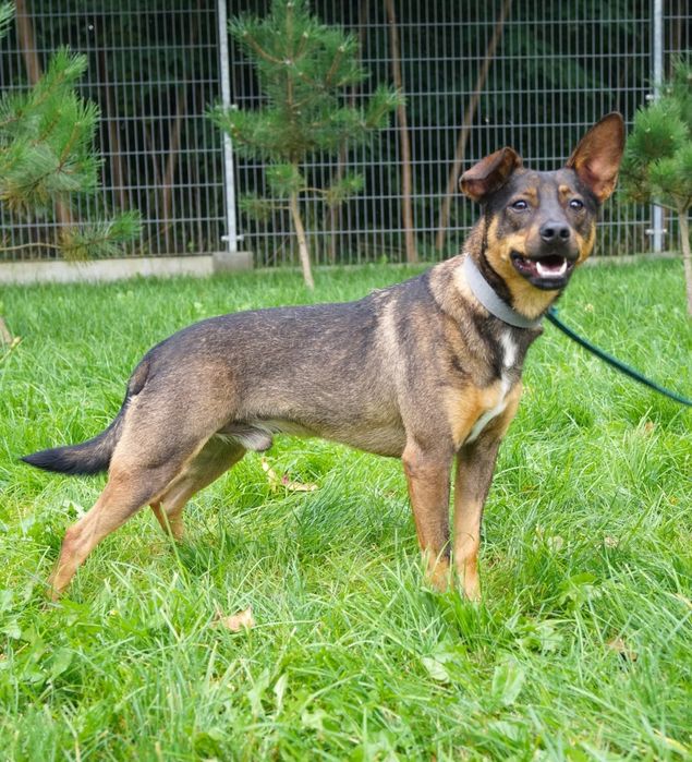 Mały Aviko do adopcji