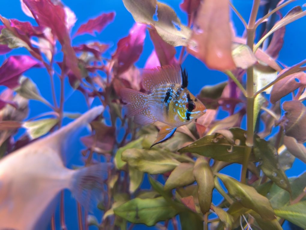 Ramirezi Balão (Mikrogeophagus Ramirezi)