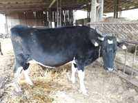 Krowa mleczna cielna HF