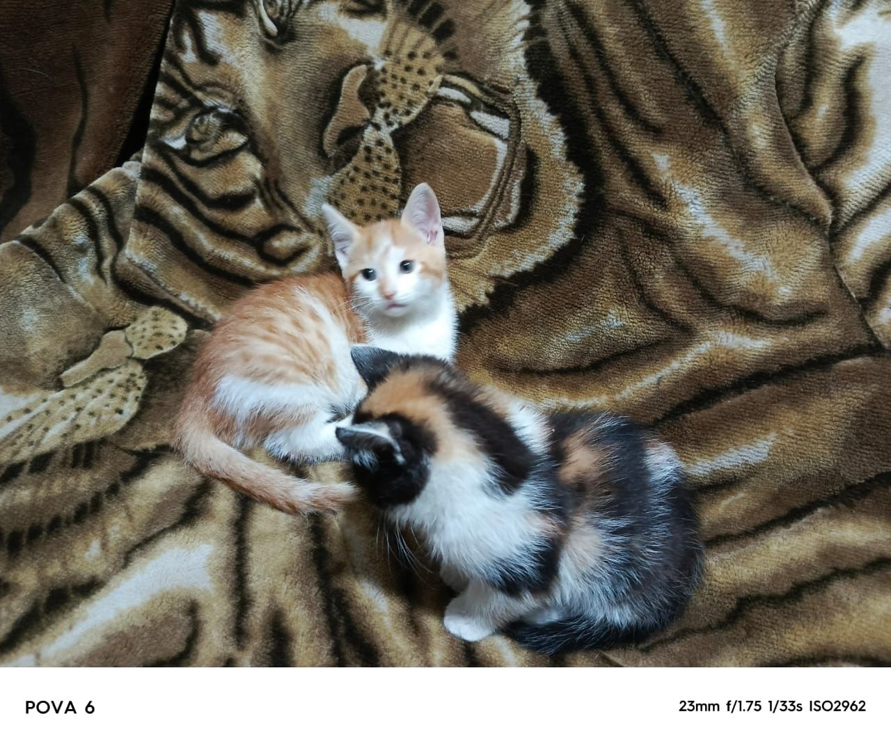 Отдам котят в хорошие руки