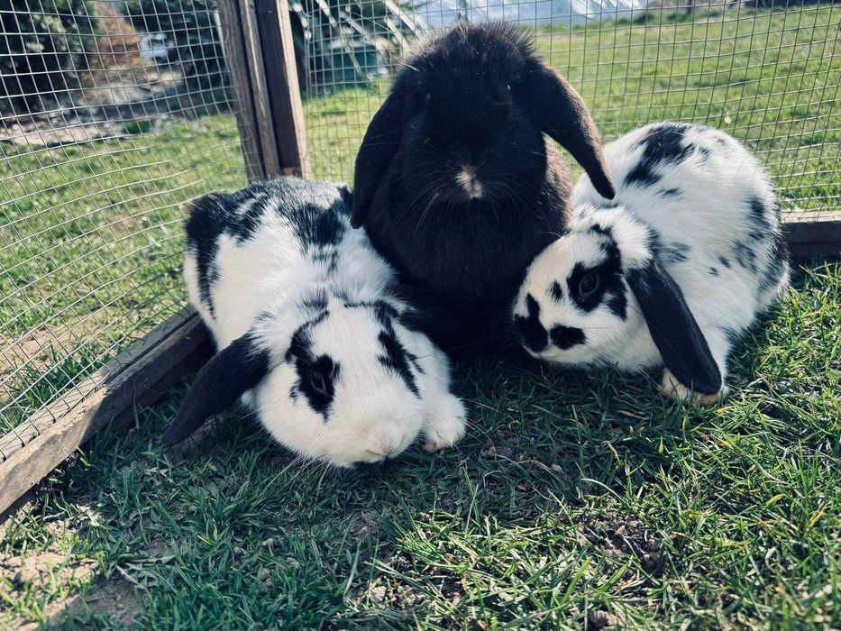 Królik MINI LOP TRZY SAMICE bardzo oswojone baranek miniaturowy