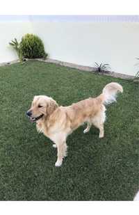 Golden retriever procura namorada