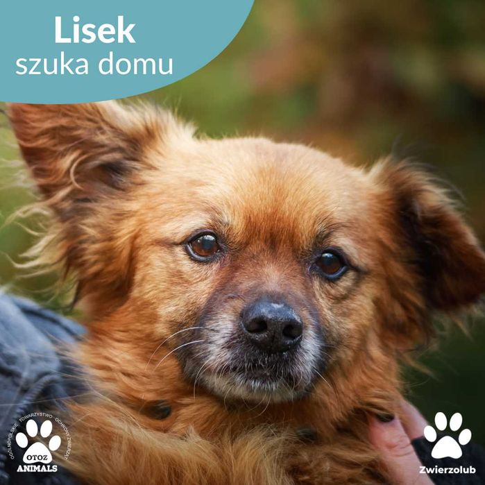 Słodki Lisek szuka domu!