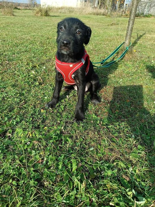 KERMIT szuka kochającej rodziny!