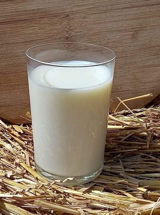 Mleko krowie, mleko od krowy