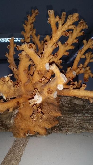 Coral  coral coral