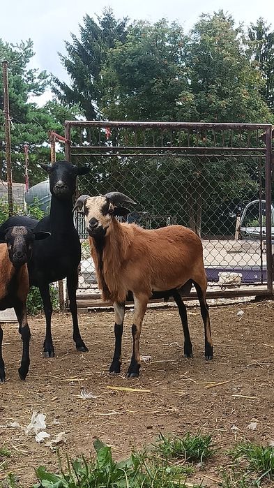 Para owiec kameruńskich