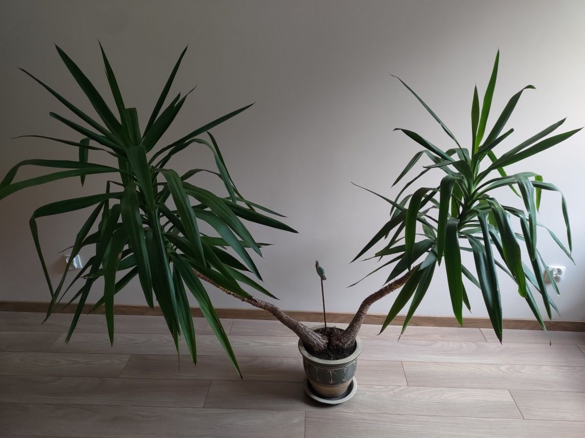 Rozłożysta Jukka (Juka, Yucca)