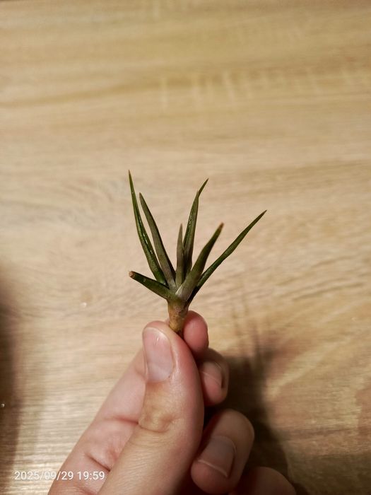 Tillandsia oplatwy
