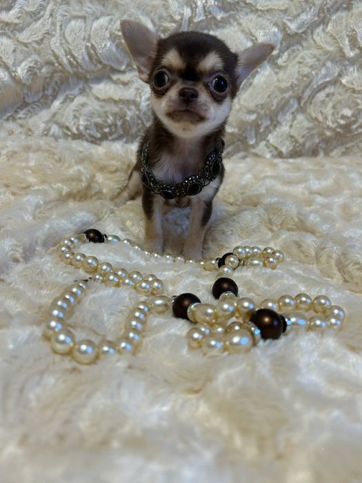 Мини крошка на ладошку чихуахуа