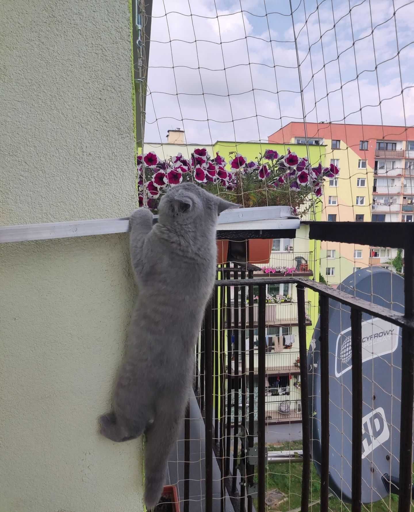 Siatka na balkon dla kota/ przeciw ptakom 3x3m Zestaw do wiercenia