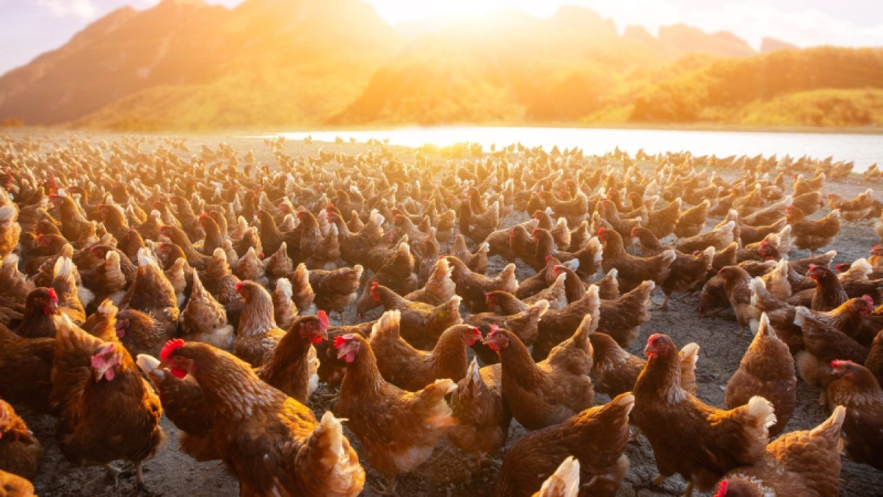 Kury nioski leghorn Ostrowy nad Oksą