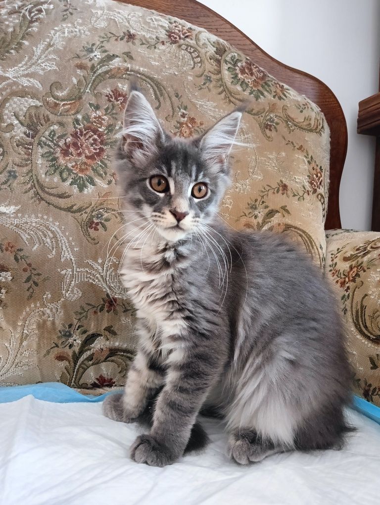 Maine coon masywna niebieska pręgowana koteczka z rodowodem FPL