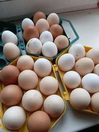 Куриные яйца 35 грн.