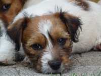 Jack Russell Terrier szorstkowłosy # MATRIX Smartie Jacks# wire-haired