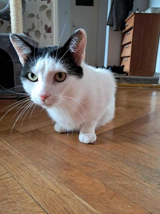 Kotek oczekuje na adopcję!