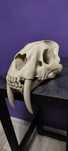 Czaszka Smilodon wydruk3d ozdoba