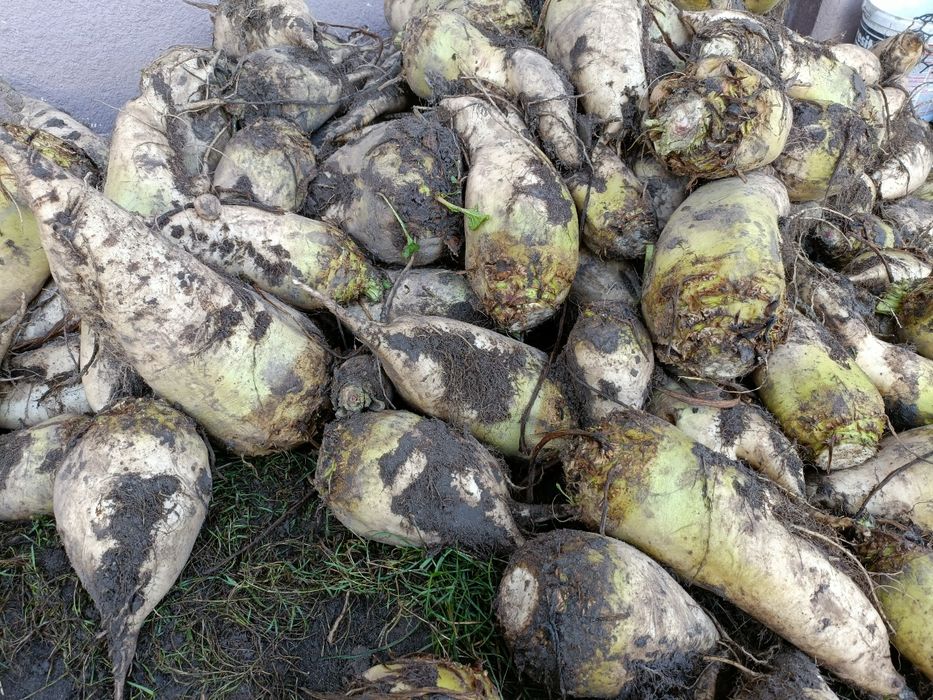 Buraki białe pastewne