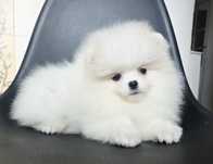 FCI Szpic miniaturowy Pomeranian BOO ZKwP z rodowodem