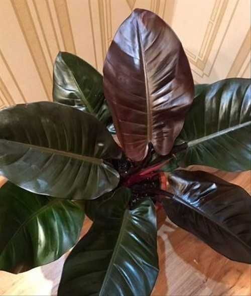Филодендрон Черный принц, Біркін, розова принцеса, вайт, сільвер