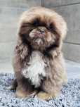 Shih tzu czekoladowo-złoty szczeniak Monti