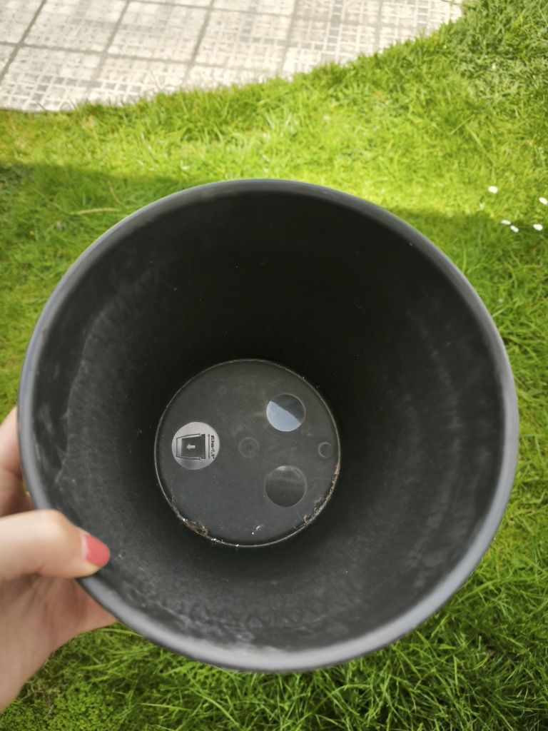Vasos de plantas variados