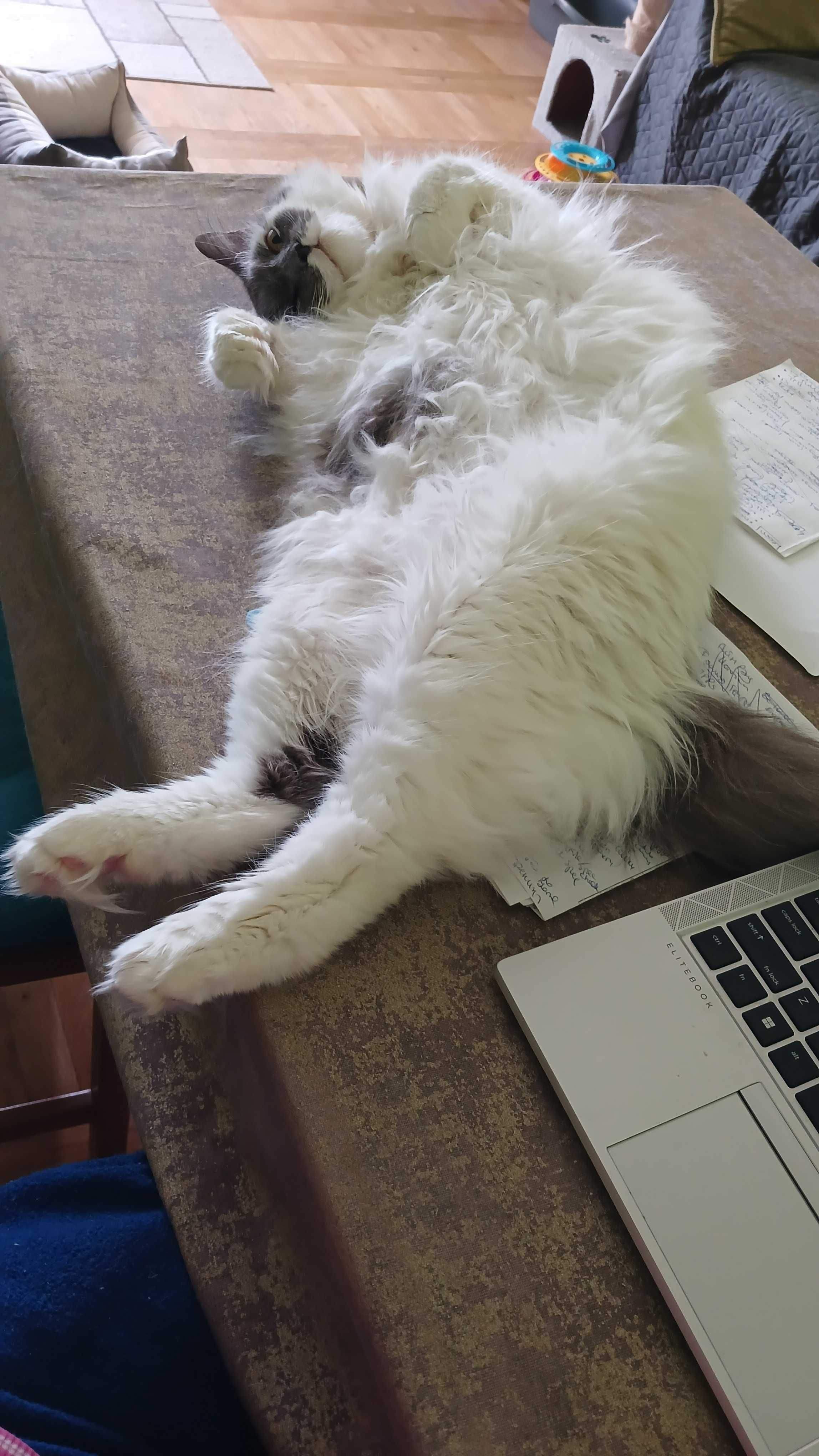 Puchaty kotek Murchyk szuka domu, 6 lat