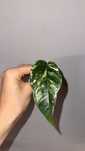 epipremnum pinnatum marble variegata + epipremnum pinnatum variegata