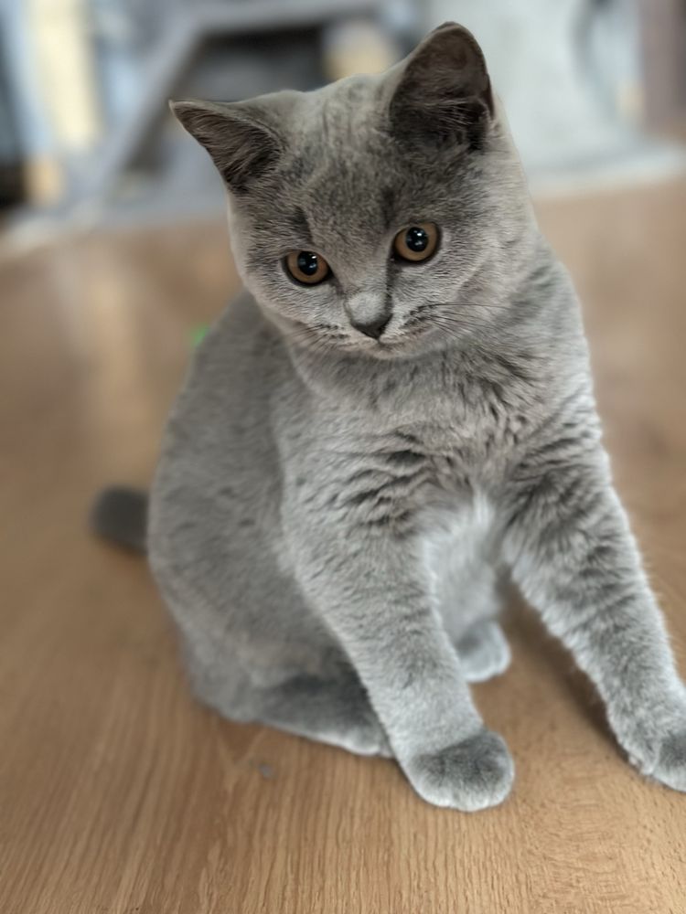 Kocur brytyjski krotkowlosy