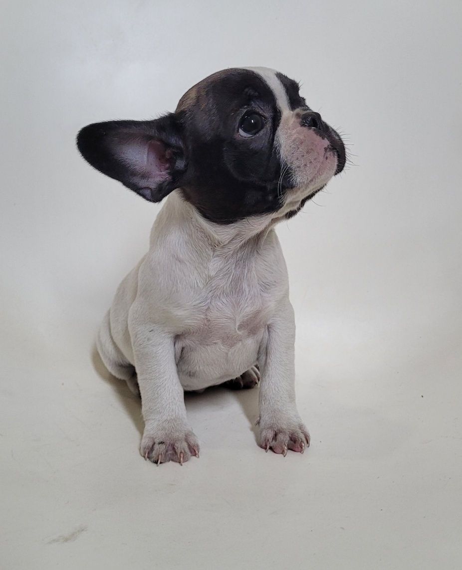 Bulldog femea 2 meses