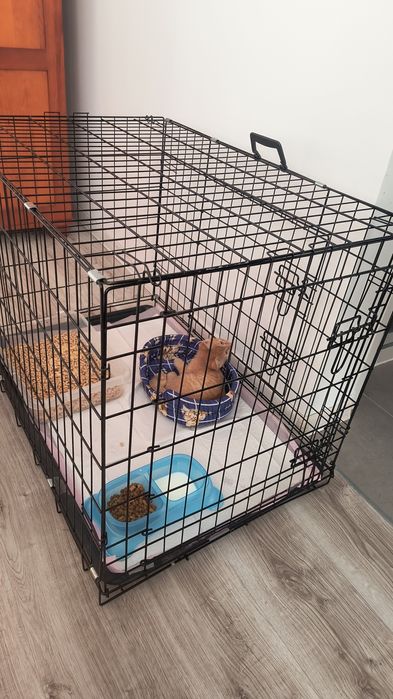 Klatka kennelowa