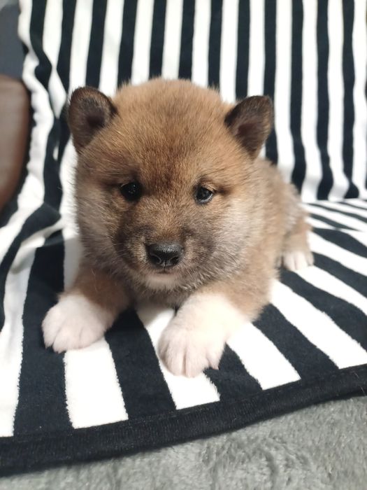 Shiba inu- samiec rudy