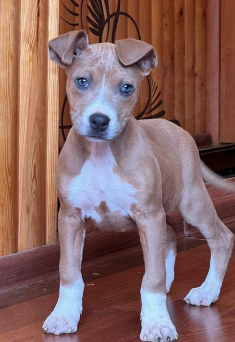 Це Ваша мрія? Вони чекають нову маму