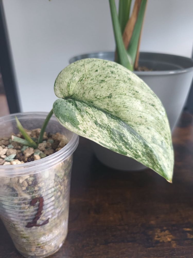 Scindapsus Jade Satin Marble Variegata