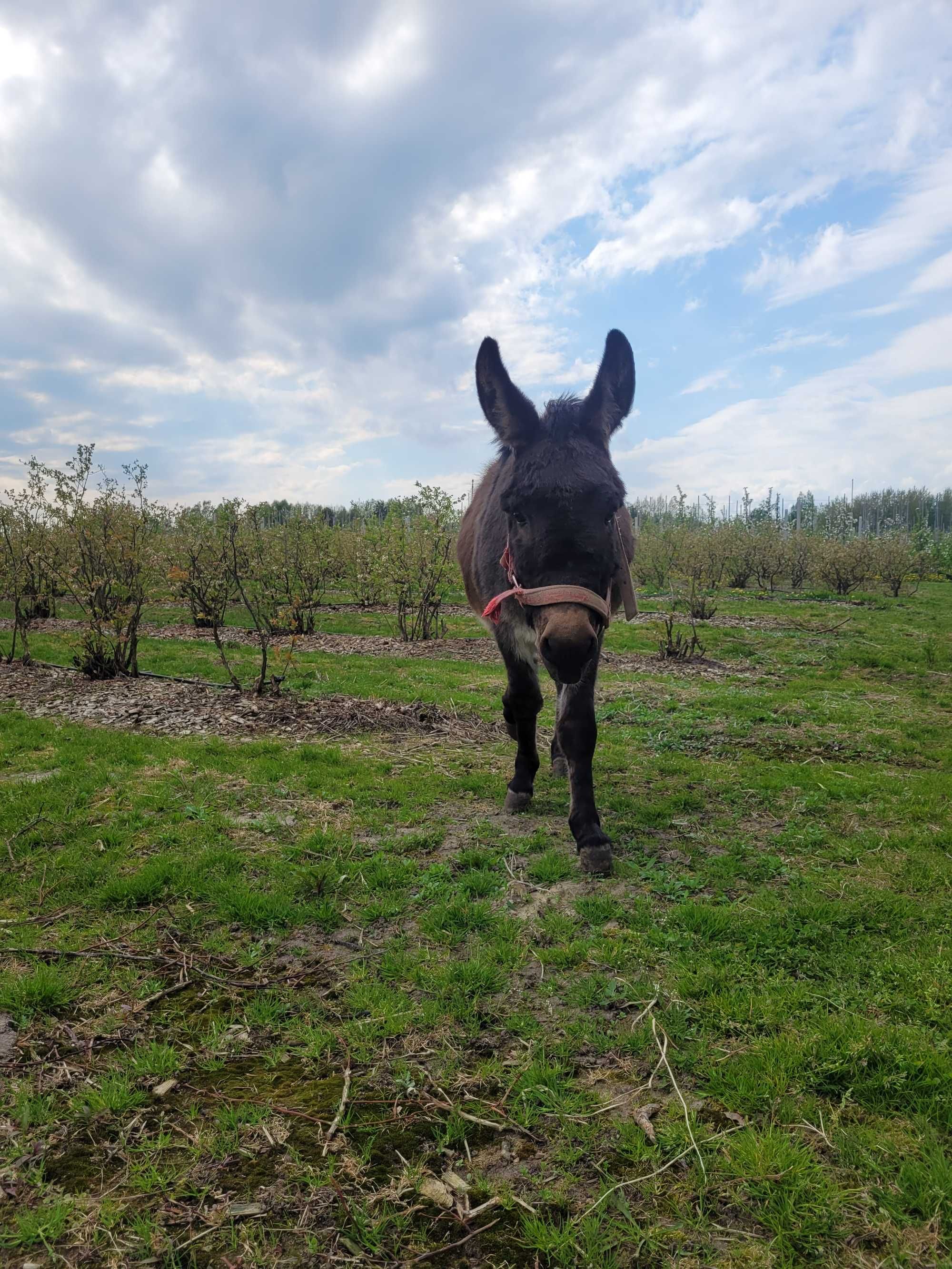 Osiołek, oślica, osioł