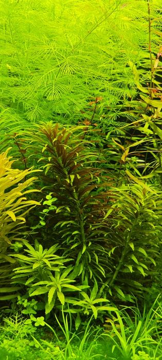 Rośliny do akwarium z przycinki.