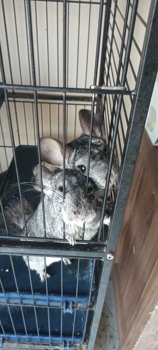 Szynszyl, Szynszyle z klatką